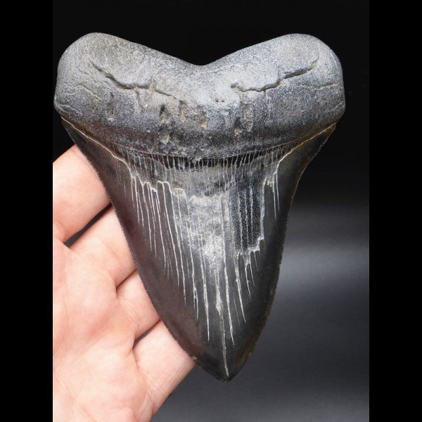 12,7cm sharp shark tooth Megalodon