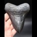 12,7cm sharp shark tooth Megalodon
