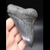 12,7cm sharp shark tooth Megalodon