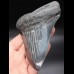 12,7cm sharp shark tooth Megalodon