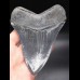 12,7cm sharp shark tooth Megalodon