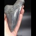 12,7cm sharp shark tooth Megalodon