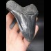 12,7cm sharp shark tooth Megalodon