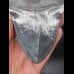 12,7cm sharp shark tooth Megalodon