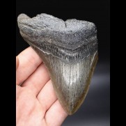 11,6cm grosser Megalodon Zahn
