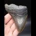 11,6cm grosser Megalodon Zahn