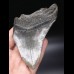 11,6cm grosser Megalodon Zahn