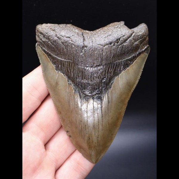 10,9cm scharfer, guter Haizahn Megalodon