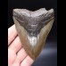 10,9cm scharfer, guter Haizahn Megalodon