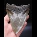 10,9cm scharfer, guter Haizahn Megalodon