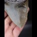 10,9cm scharfer, guter Haizahn Megalodon