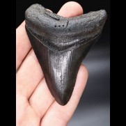 8,4cm schwarzer, sharp shark tooth Megalodon
