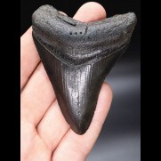 8,4cm schwarzer, scharfer Haizahn Megalodon