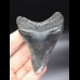 8,4cm schwarzer, sharp shark tooth Megalodon