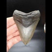 9,2cm good shark tooth Megalodon