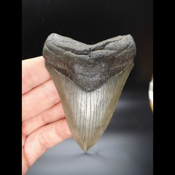 9,2cm guter Haizahn Megalodon