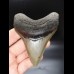 10,0cm sehr guter, scharfer Haizan Megalodon