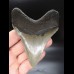 10,0cm sehr guter, scharfer Haizan Megalodon