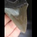 10,0cm sehr guter, scharfer Haizan Megalodon