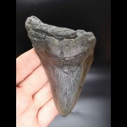 11,9 cm Zahn des Megalodon