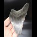 11,9 cm Zahn des Megalodon