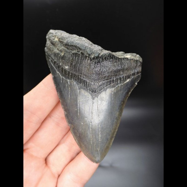 9,7cm shark tooth Megalodon