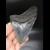 9,7cm shark tooth Megalodon