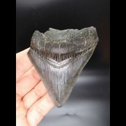 9,1cm Haizahn Megalodon