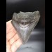 9,1cm shark tooth Megalodon