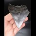 9,1cm shark tooth Megalodon