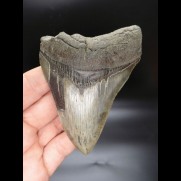 11,7cm Haizahn Megalodon