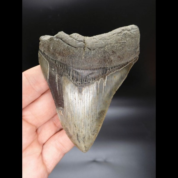 11,7cm shark tooth Megalodon