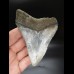 11,7cm shark tooth Megalodon