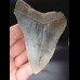 11,7cm shark tooth Megalodon