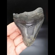 9,9 cm großer Zahn des Megalodon