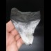 9,9 cm großer Zahn des Megalodon