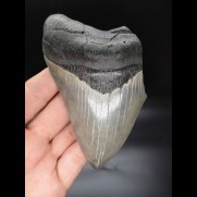 11,8cm shark tooth Megalodon