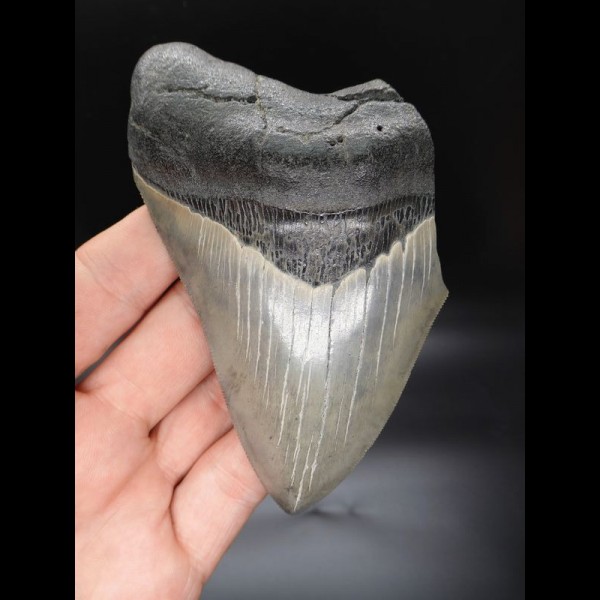 11,8cm Haizahn Megalodon