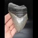 11,8cm Haizahn Megalodon