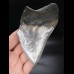 11,8cm Haizahn Megalodon