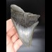 11,6cm preiswerter Haizahn Megalodon