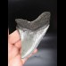 11,6cm preiswerter Haizahn Megalodon