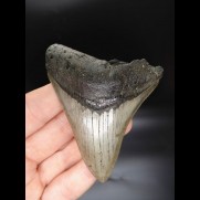 9,1cm good, sharp shark tooth Megalodon