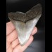 9,1cm guter, scharfer Haizan Megalodon