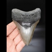 11,3cm sehr guter, scharfer Haizan Megalodon