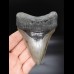 11,3cm sehr guter, scharfer Haizan Megalodon