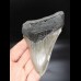 11,3cm sehr guter, scharfer Haizan Megalodon
