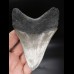 11,3cm sehr guter, scharfer Haizan Megalodon