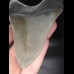 11,3cm sehr guter, scharfer Haizan Megalodon