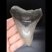 10,7cm sehr guter, scharfer Haizahn Megalodon